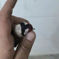 سهره چهار گل. و کراوتی چهار گل 4ما قفس رام