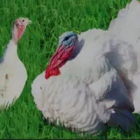 بوقلمون زنده کیلوی ۳۵۰تومان گوشتی ارگانیک بیوتی