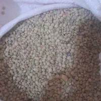 عدس