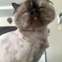 واگذاری پرشین هیمالین