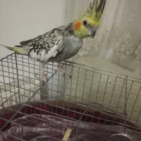 عروس هلندی با قفس