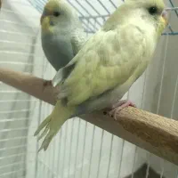 دوعدد جوجه مرغ عشق خاص