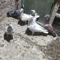 کوهی جوجه