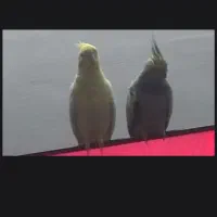 عروس هلندی گمشده