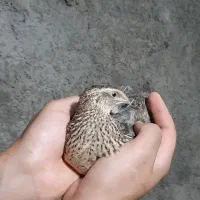 بلدرچین ماده نر