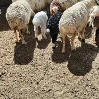 میش|حیوانات مزرعه|اقلید, |دیوار