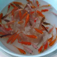 تعدادی ماهی وحشی