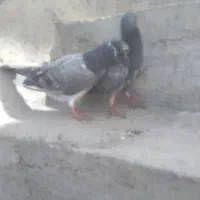 کفتر