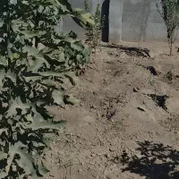 فروش-باغ
