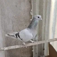 کبوتر سبز کاغذی