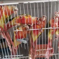 جوجه گرینچیک اناناسی دبل رد اکستریم با تست جنسیت