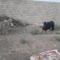 بز نر سه عدد چاق مخصوص قربانی و سر بریدن