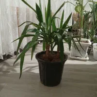یوگا یک عدد چهار شاخه یعنی 4شاخه بزرگ میش