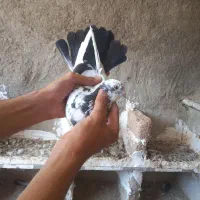 کفتر|پرنده|پیر سلیمان, |دیوار