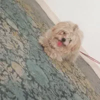 سگ پاکوتاه