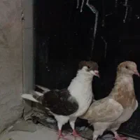 دو عدد کبوتر