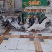 14عدد کفتر