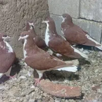 کبوتر|پرنده|رستاق, |دیوار