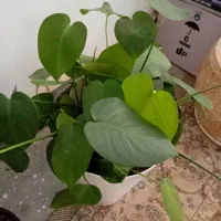 گل مانسترا برگ انجیری