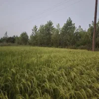 کدصدری-شش-هکتار-شالیزار-مکانیزه-هرساله-زیرکشت