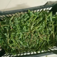 خلفه تازه امروزی