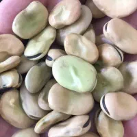 باقلا امسال و خوش پخت درجه یک