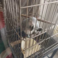 کاسکو ماده سخنگو بیش از 100 کلمه