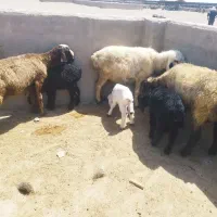 میش بره دار