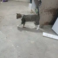 واگذاری گربه