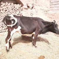 فروش گاو ماده