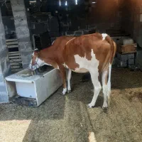 گاو