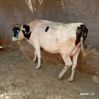 گاو و گوساله سیمنتال نر