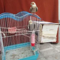 یک جفت عروس هلندی باقفس