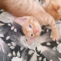 واگذاری بچه گربه نژاد dsh با مادر