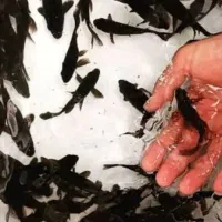 بار جدید مولی