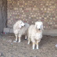 دوبره نر وماده لنگ جمل