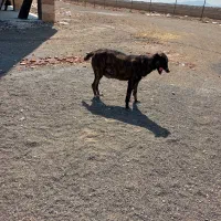 سگ ماده|سگ|کهک, |دیوار
