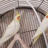 2 عروس هلندی مهربون مولد دستی