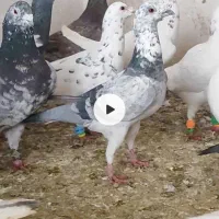 30 تا سار و پلنگ کرمانی کفتر بوم