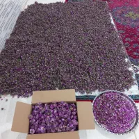 غنچه گل محمدی