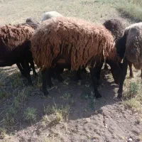 میش