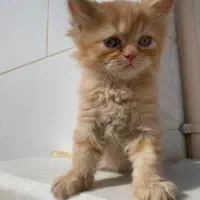 دوماهه|گربه|ساری, |دیوار