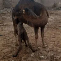 شیرشتر دوغ شتر تخم مرغ رسمی