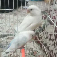 یک جفت عروس کوتوله