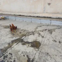 مرغ و خروس