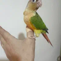 جوجه گرینچیک و عروس