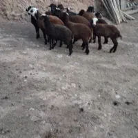 بره نر کشتاری