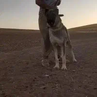 قیمت ۲۰میلیون