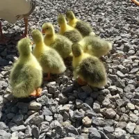 جوجه غاز