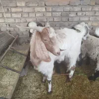 قصاب